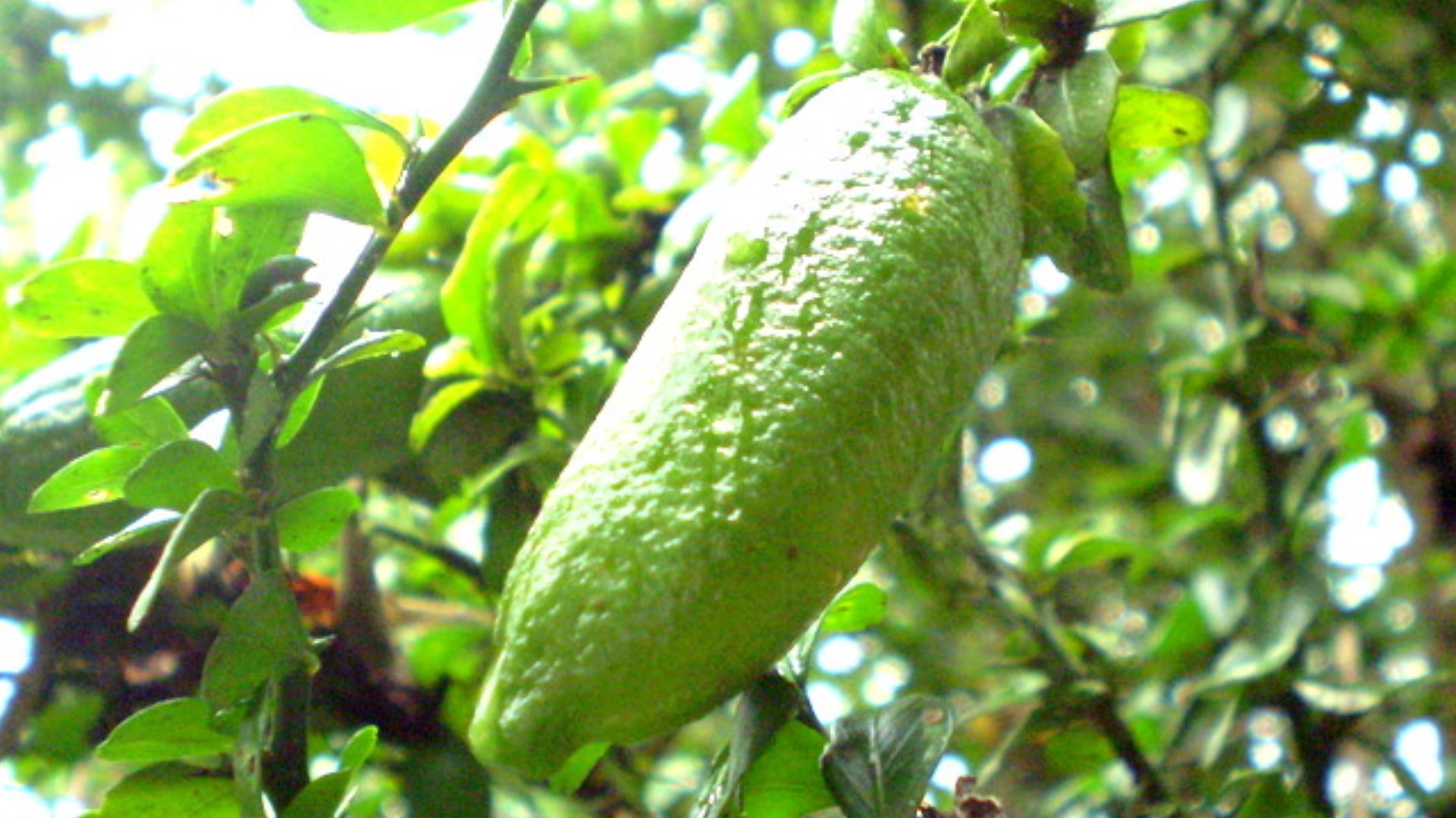 File:Citrus australasica green fruit1.JPG
