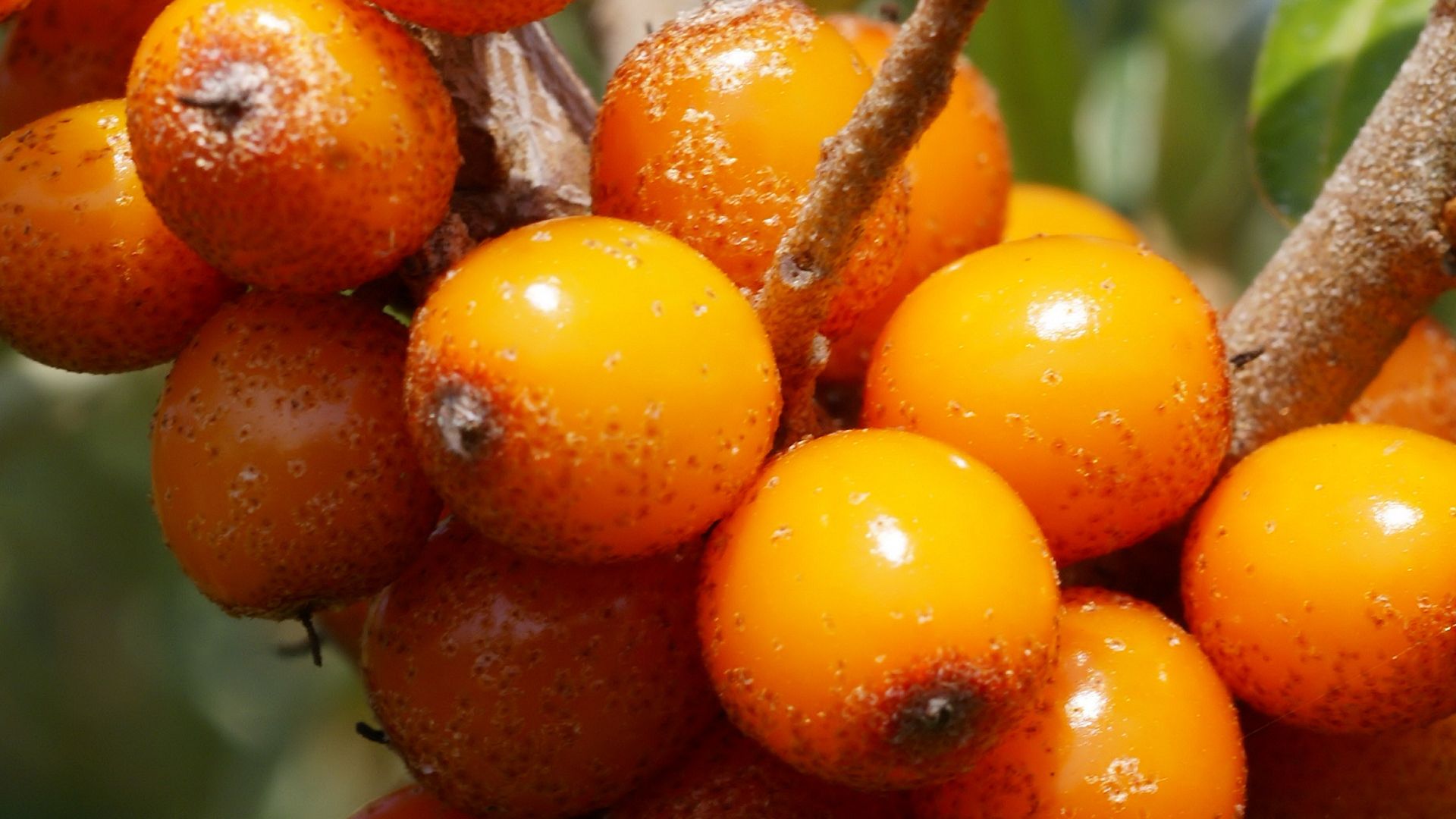 File:Hippophae rhamnoides.jpg