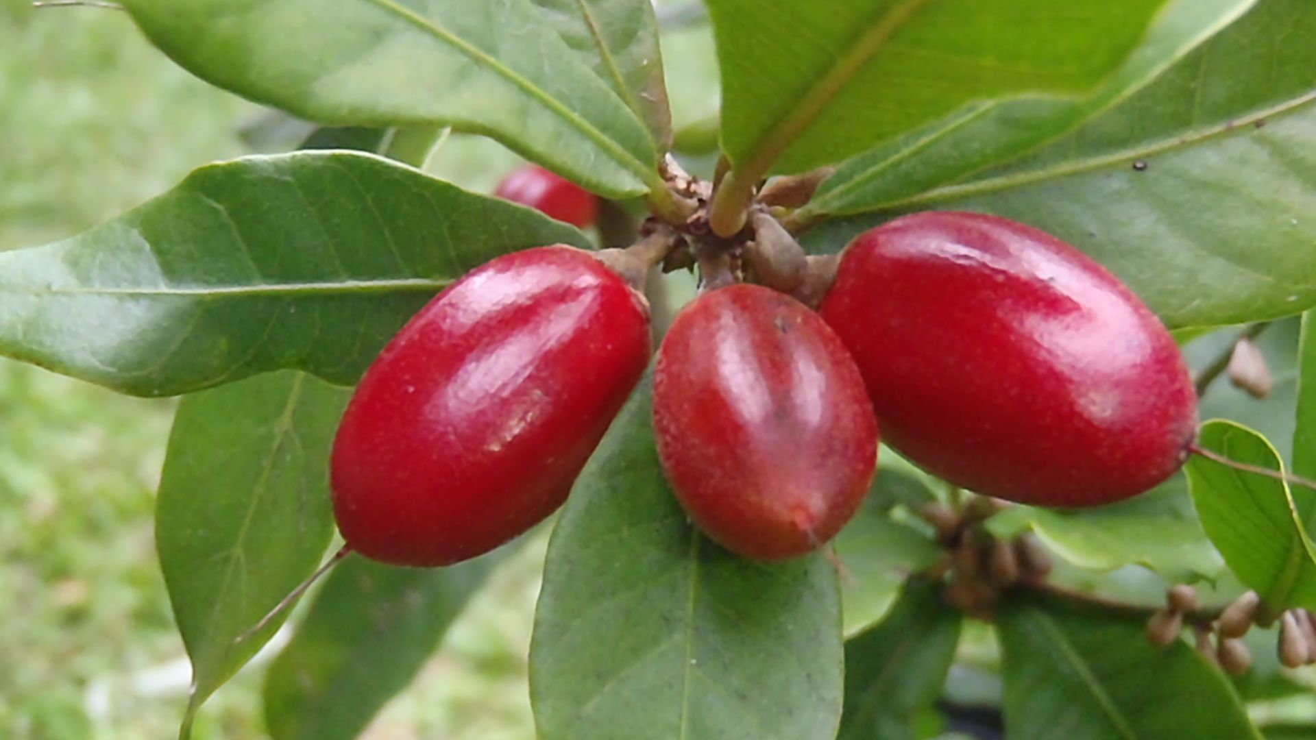 File:MiracleBerry.jpg