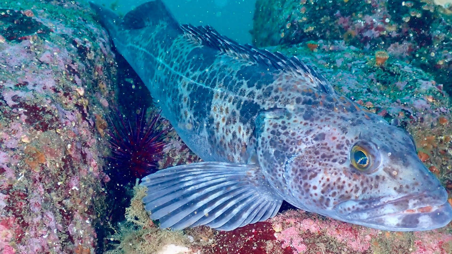 File:Ophiodon elongatus 458366655.jpg