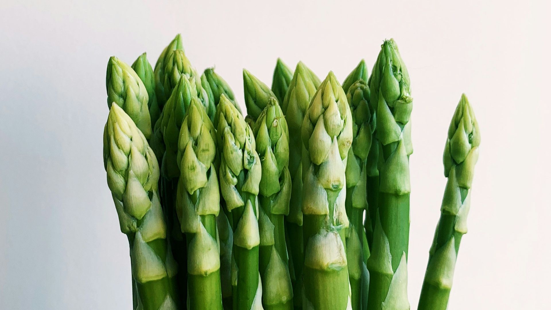 green plant on white background