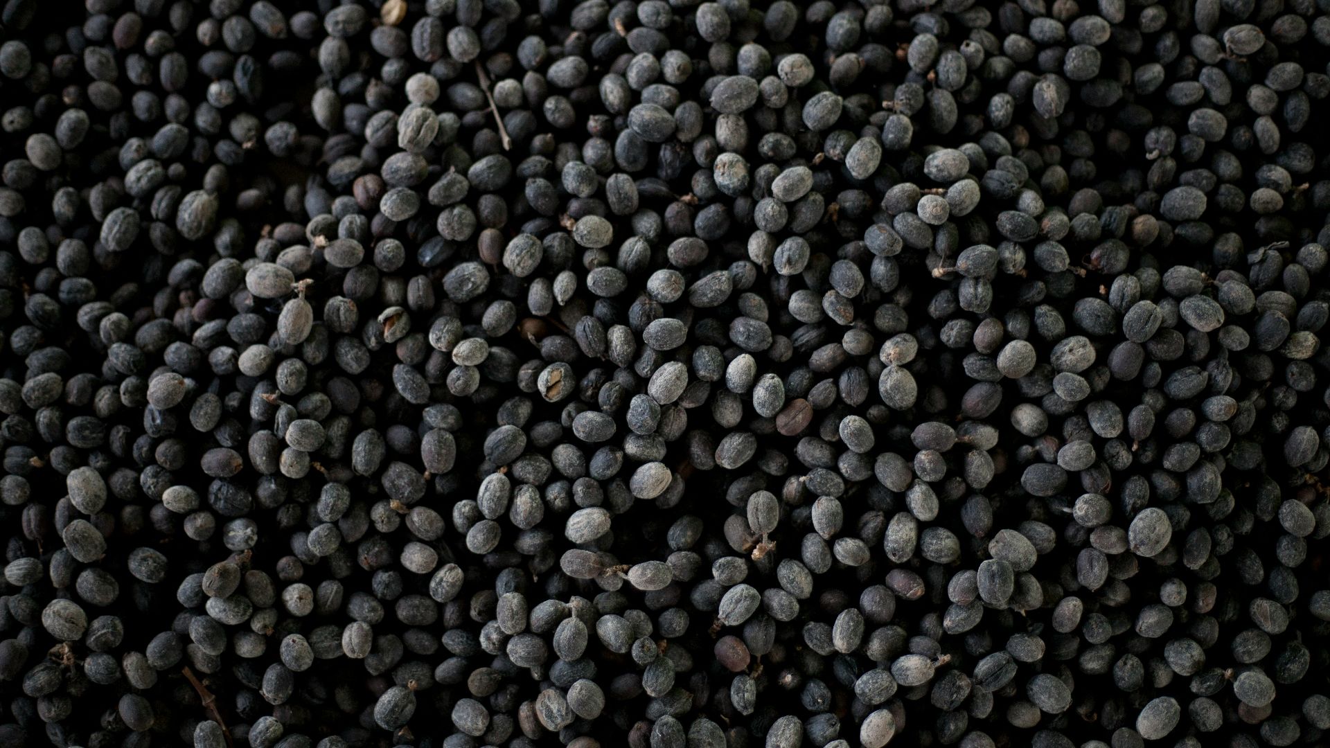 bunch of black beans