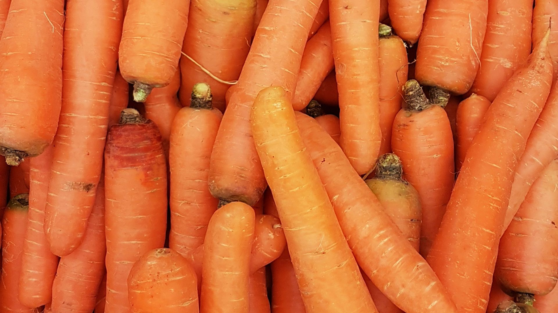 orange carrots on human hand