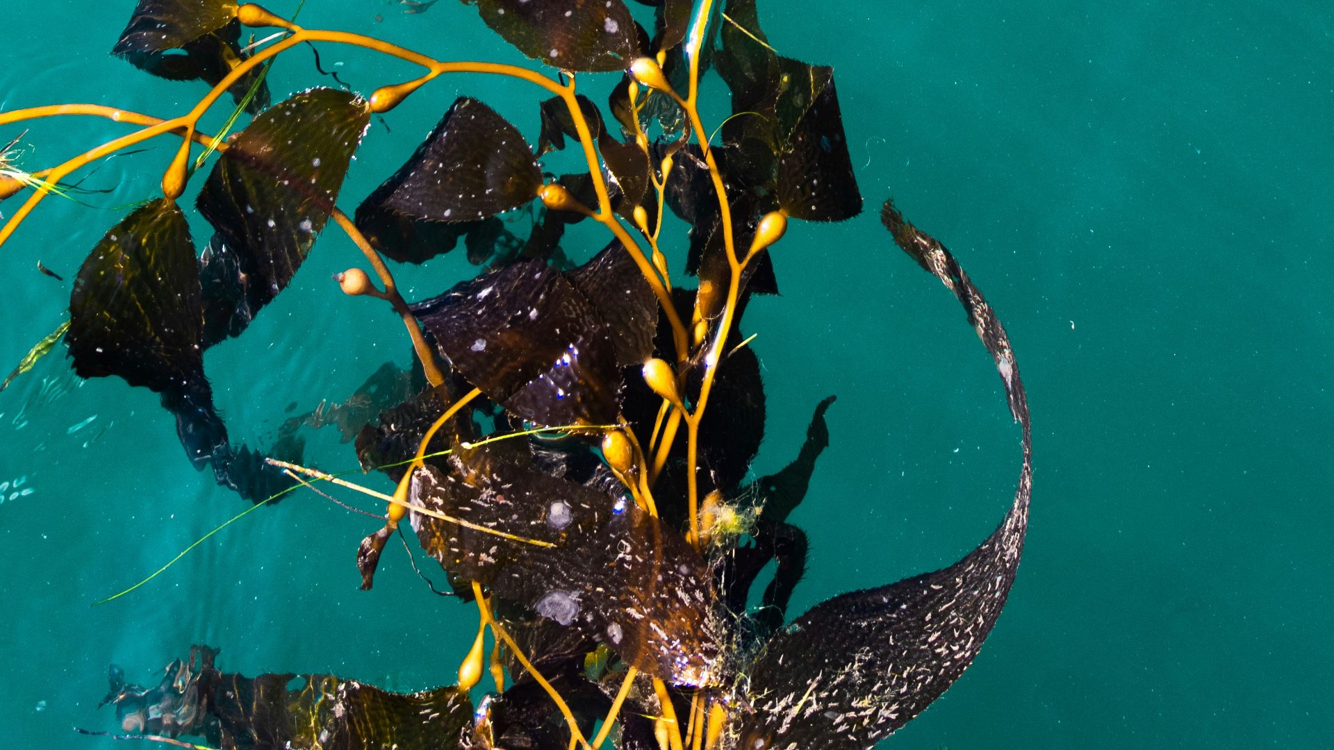 school of fish in water