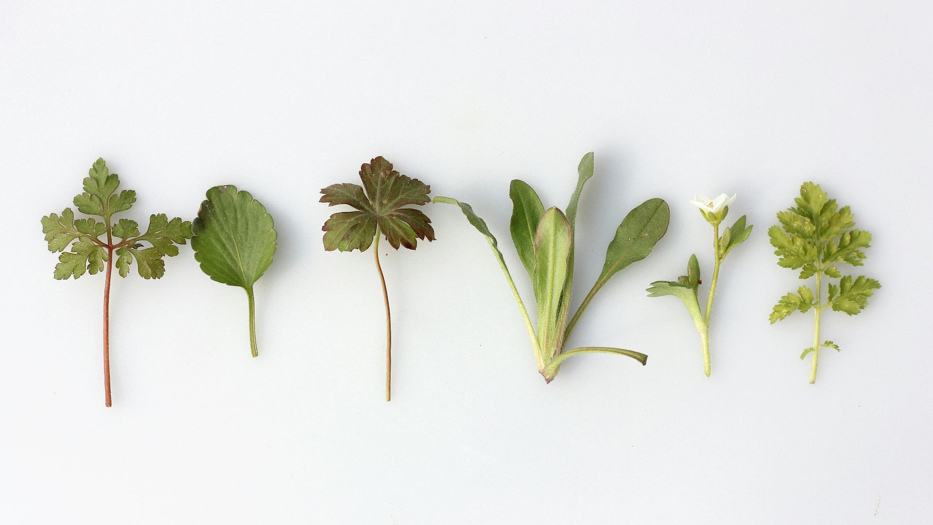 six leafy vegetables