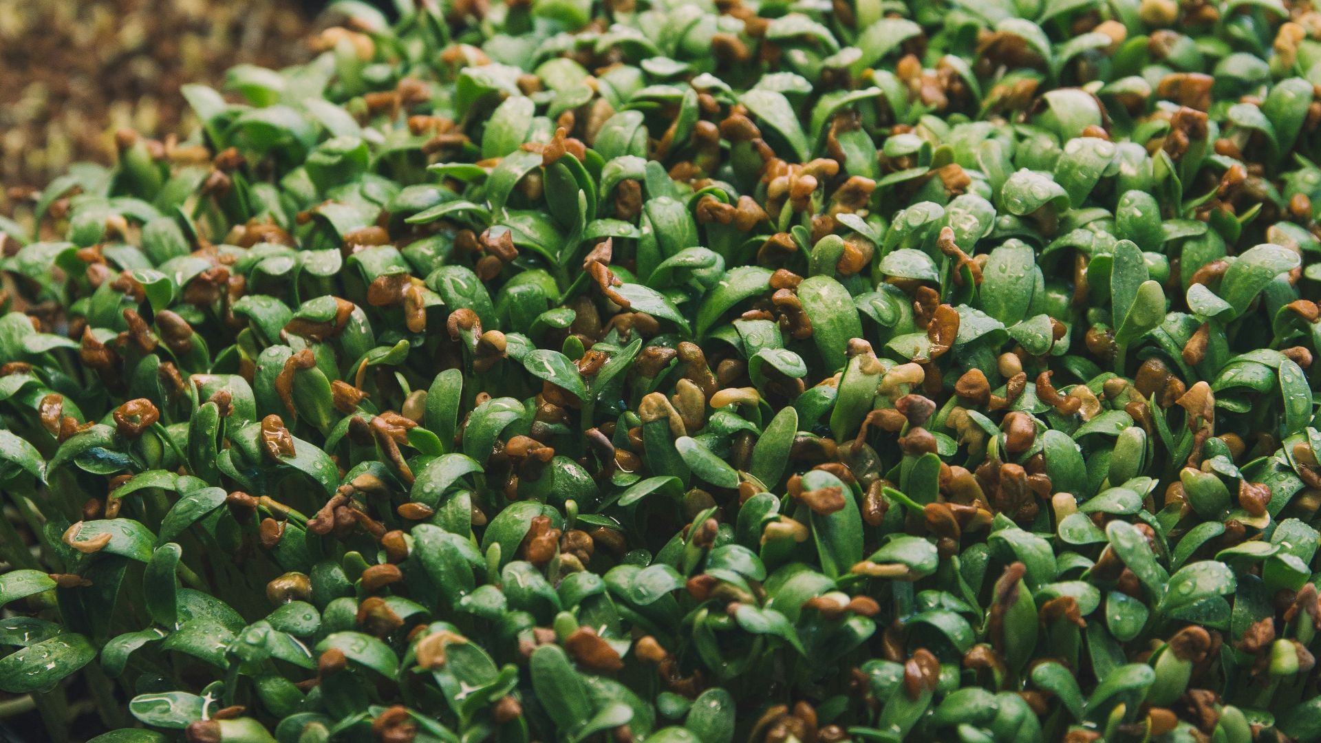 a bunch of plants that are in a tray