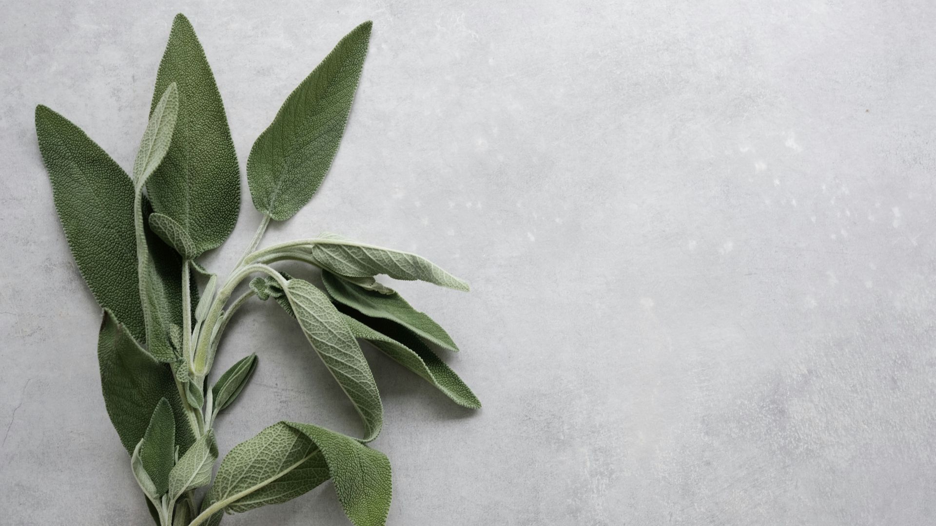 green leaves on white surface