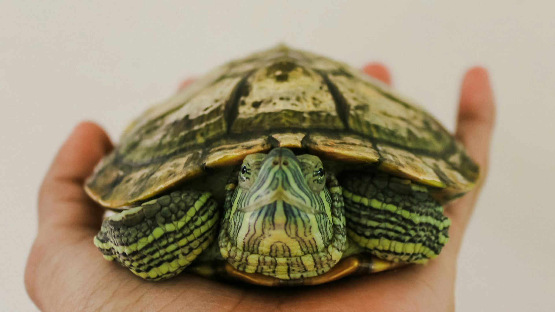 a hand holding a small turtle