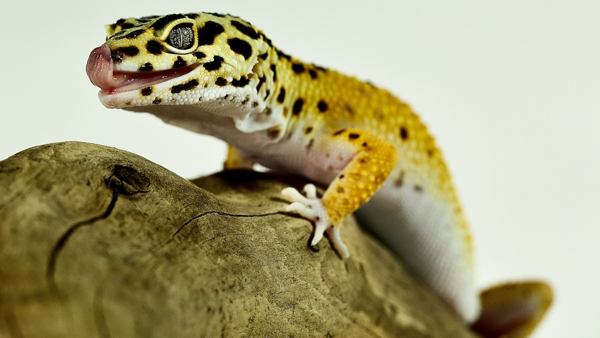 a leopard gecko sitting on top of a tree branch