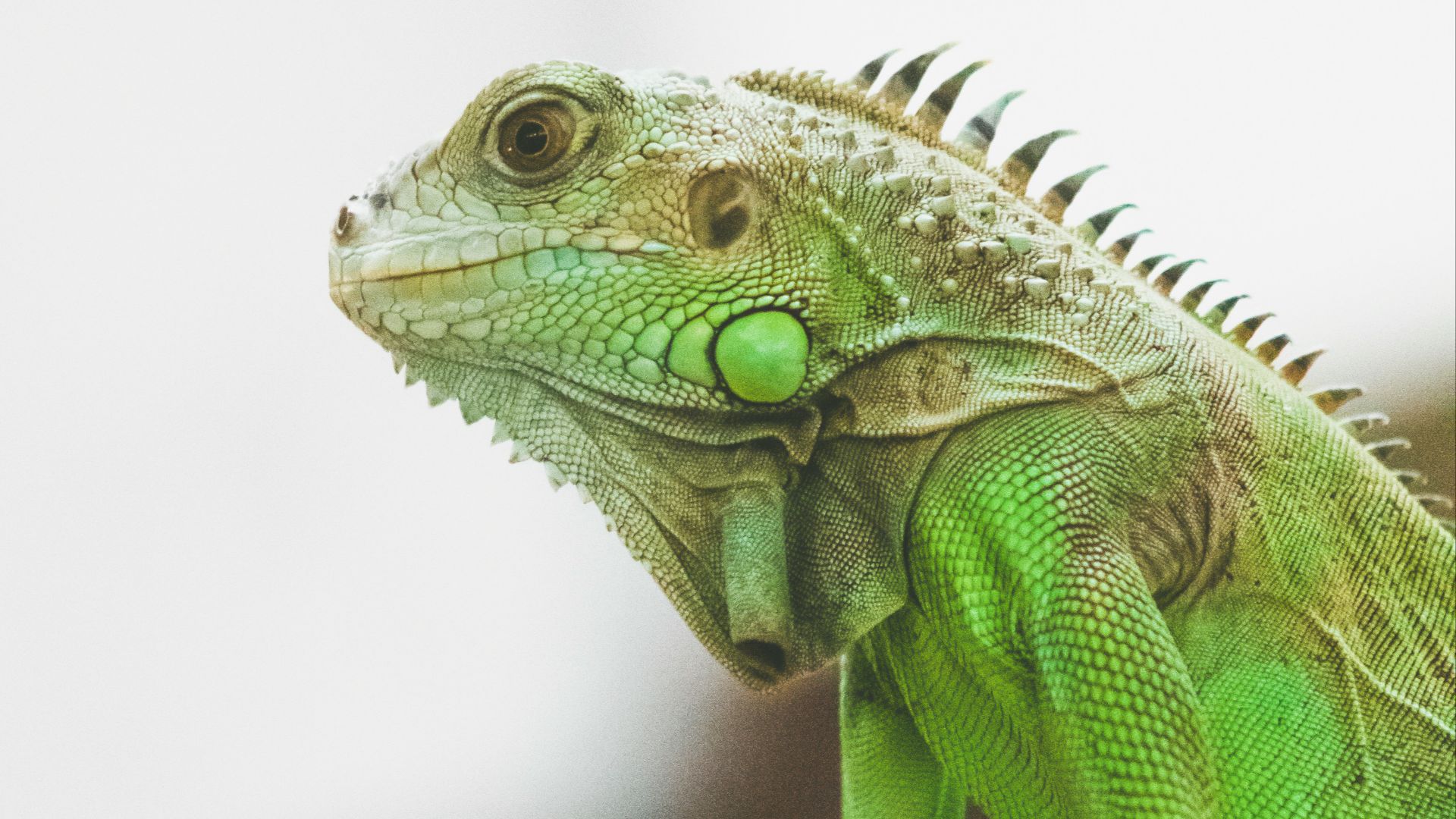 green and brown iguana on brown wooden surface