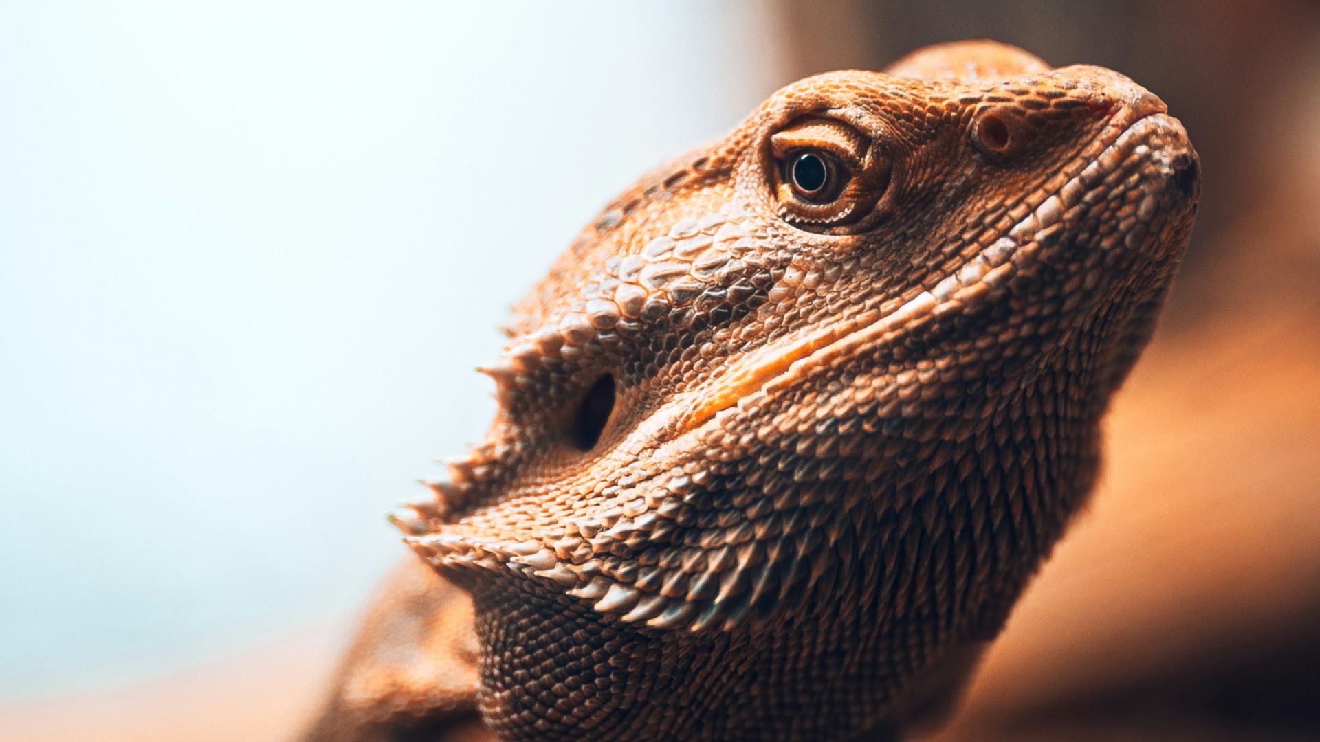 brown bearded dragon in tilt shift lens