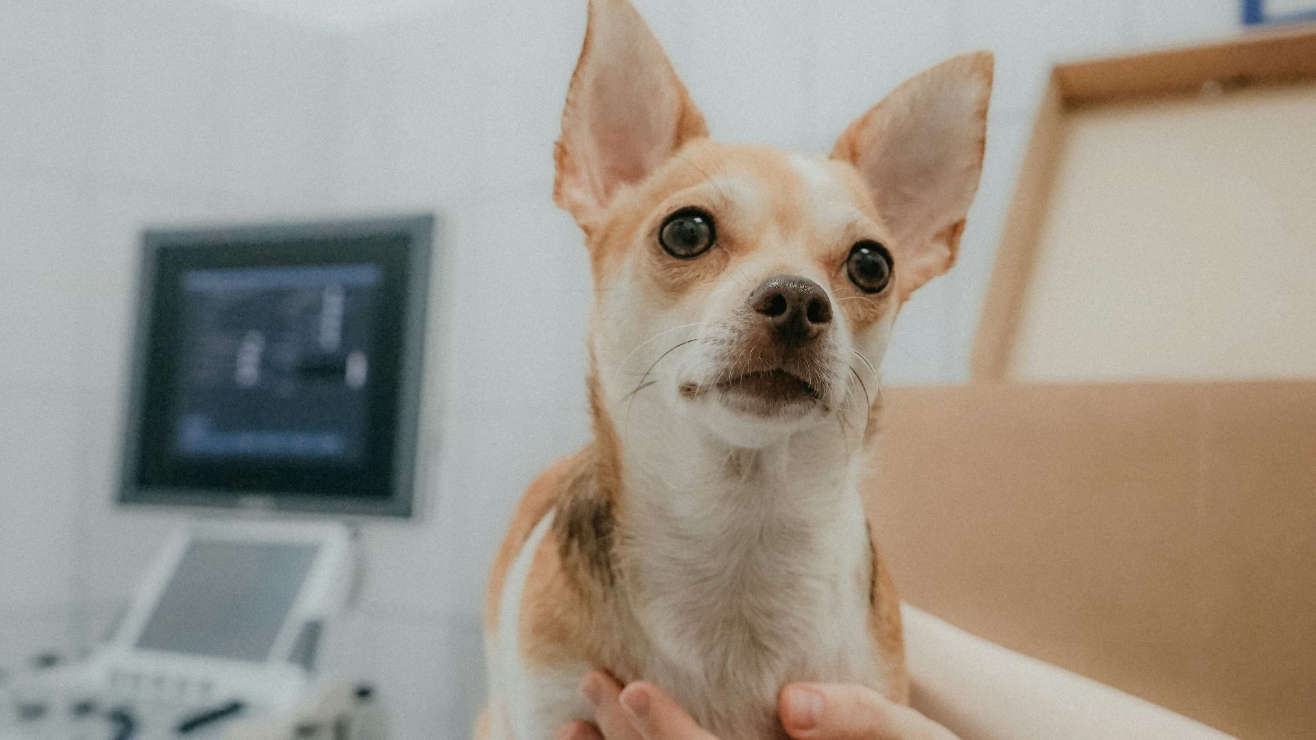 a person holding a dog