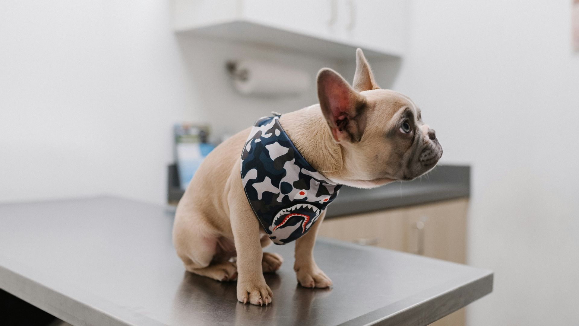 white french bulldog wearing blue and white polka dot shirt