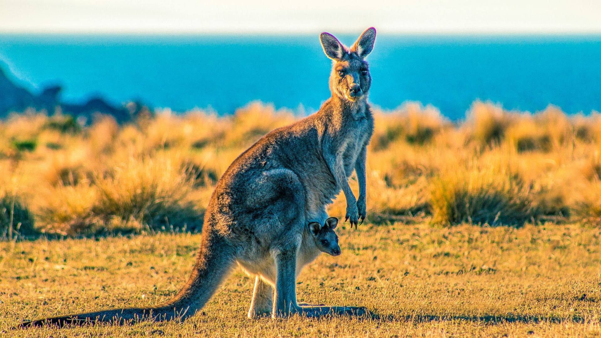 kangaroo with joey on grass field during day