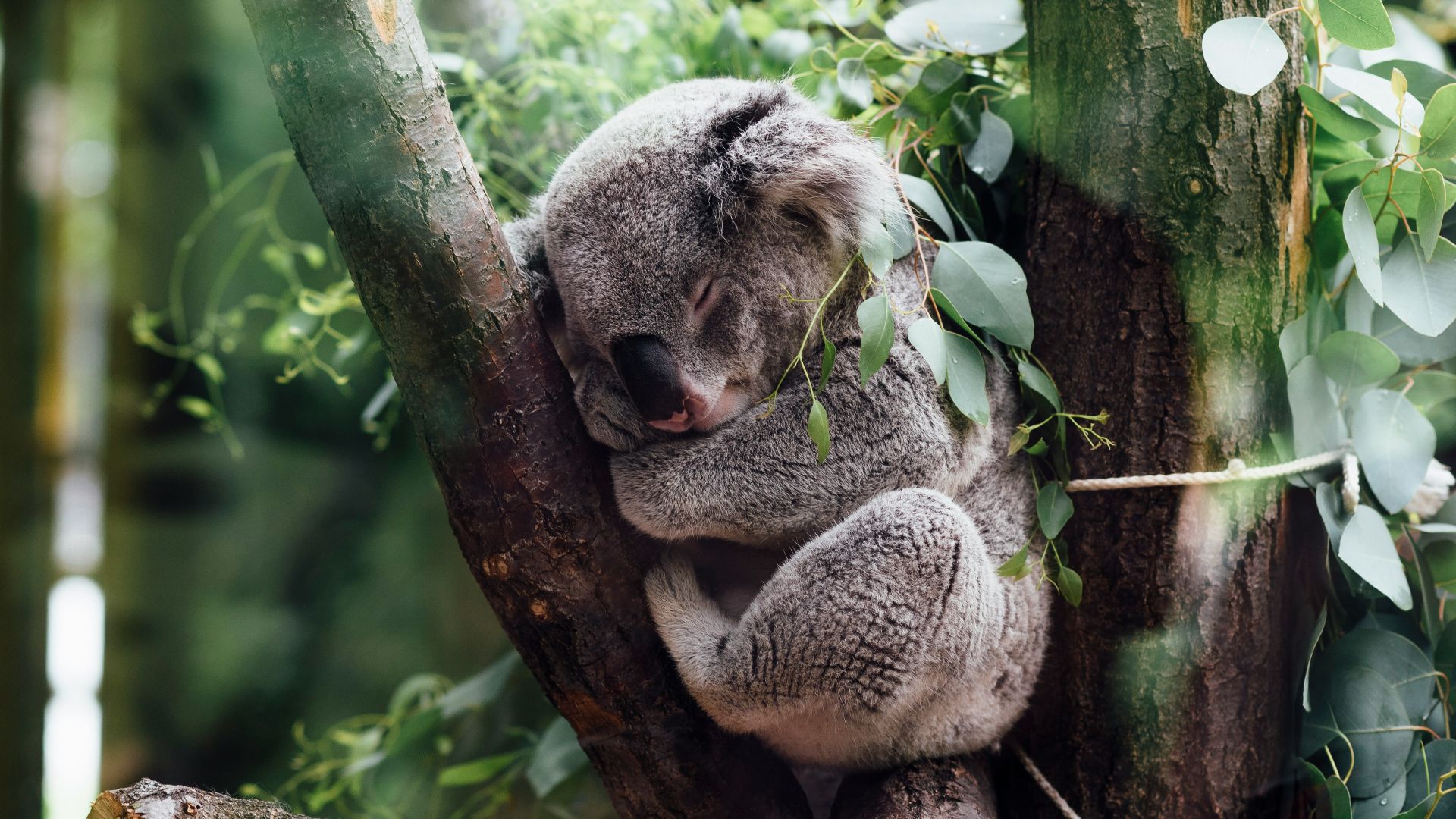 koala sleeping on tree branch