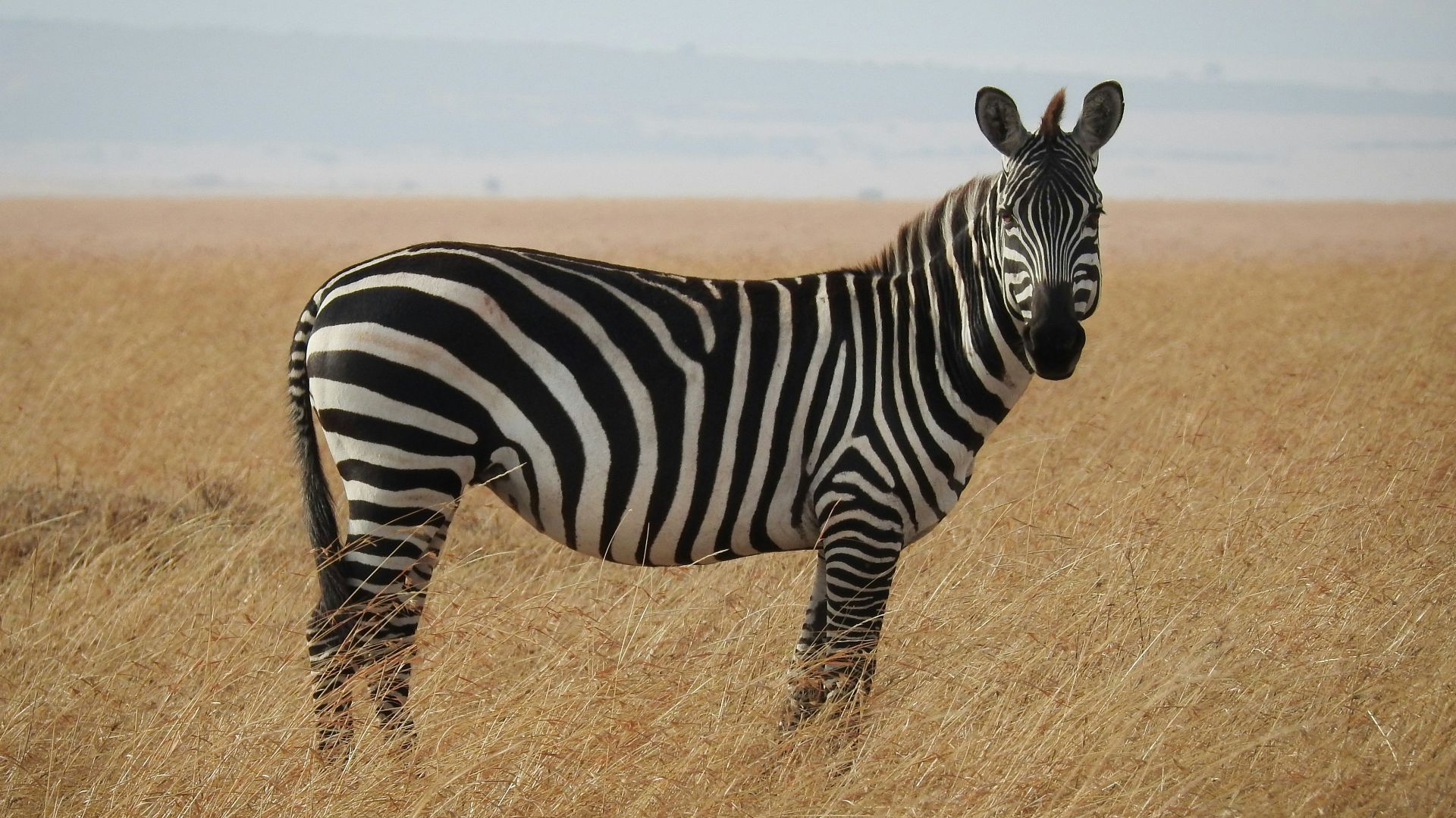 zebra in Savanna