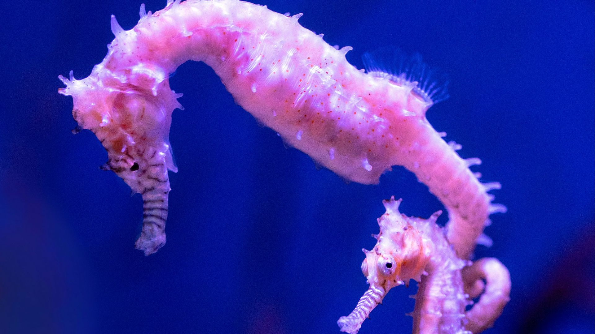 pink and white sea creature