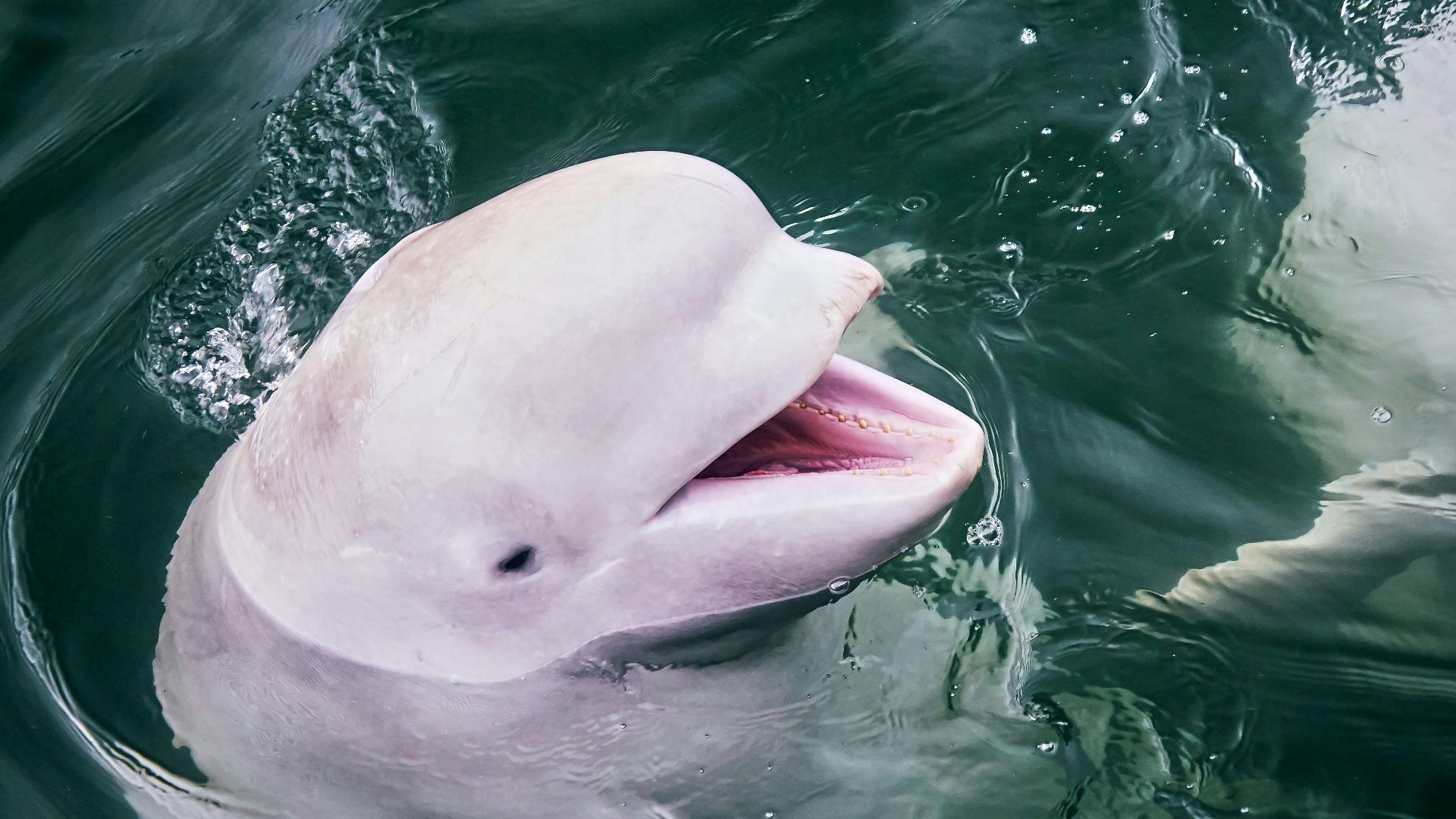 white swan on green water