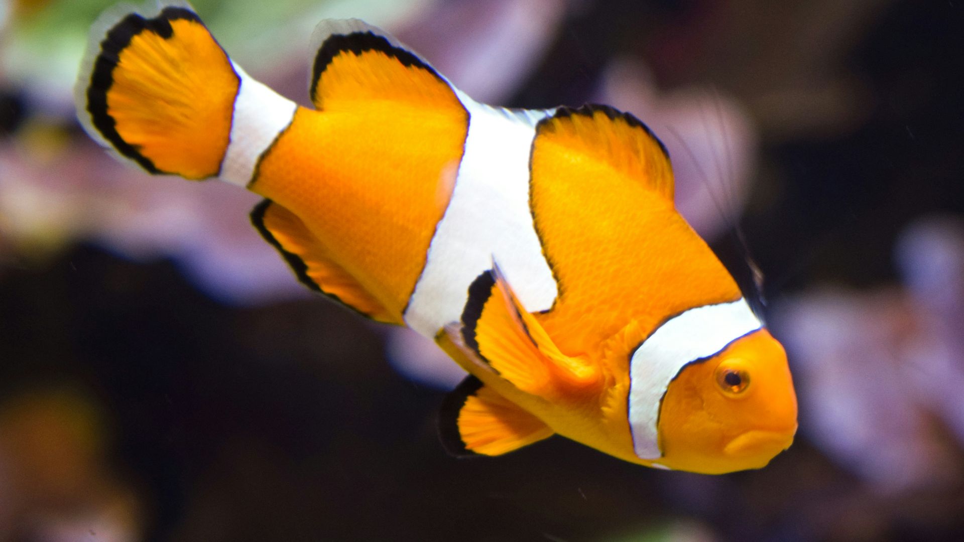 a fish swimming in water