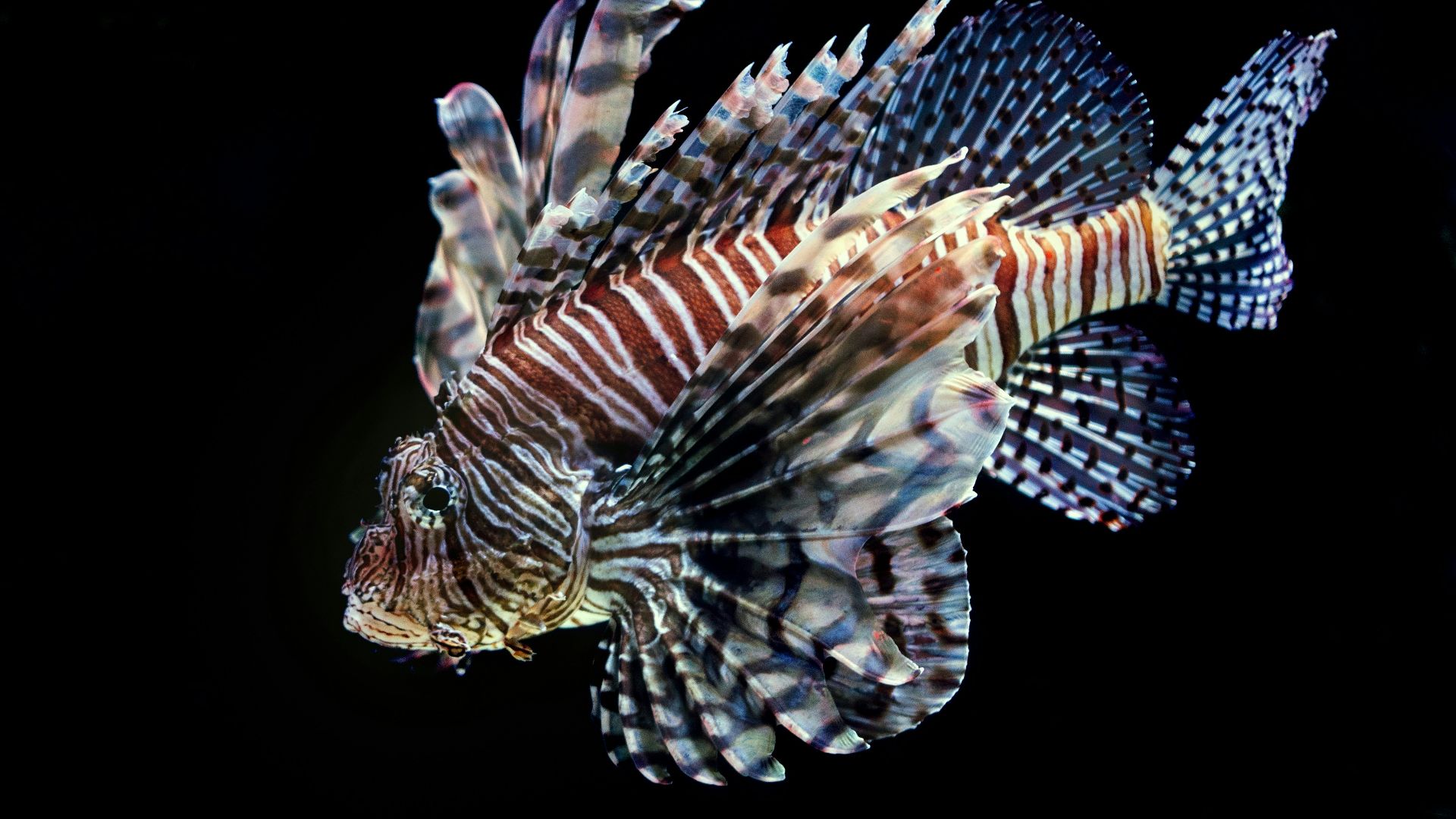 brown and white striped fish