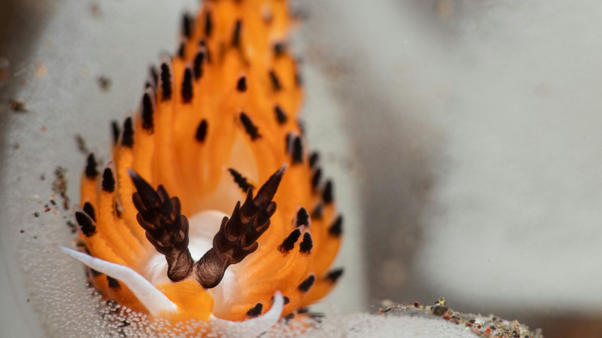a close up of a small orange and white flower