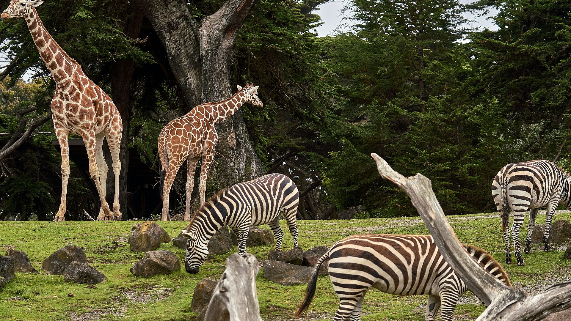 two giraffe and three zebra on green grass field under trees at daytime