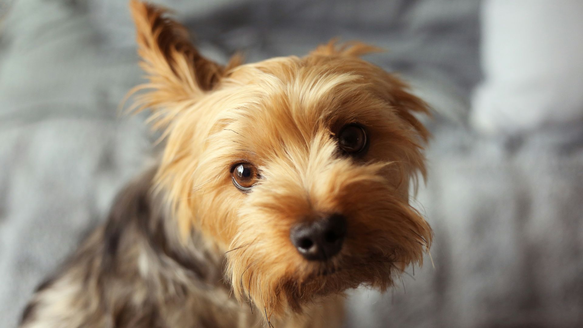 a dog looking at the camera