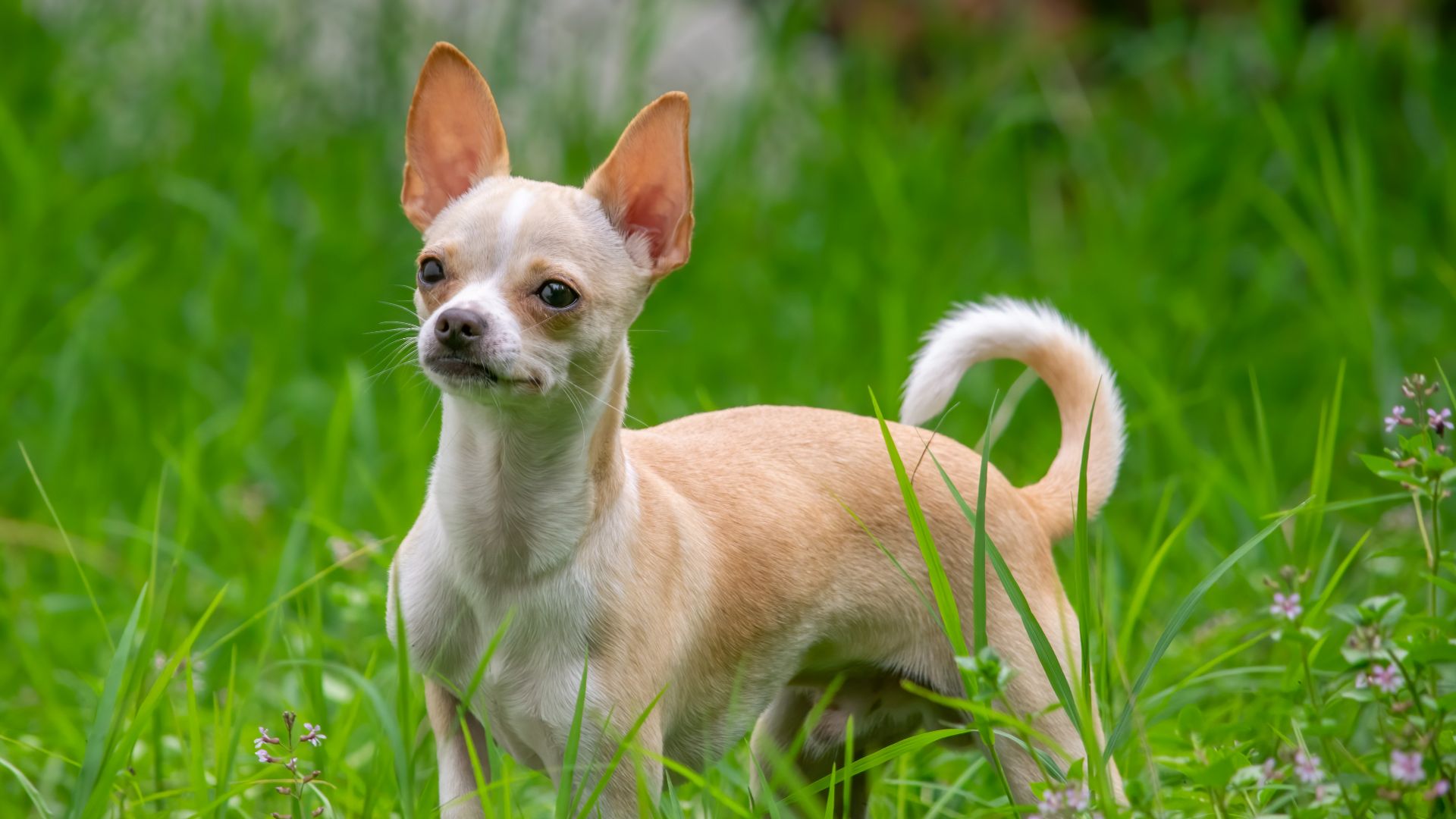 brown chihuahua on green grass during daytime