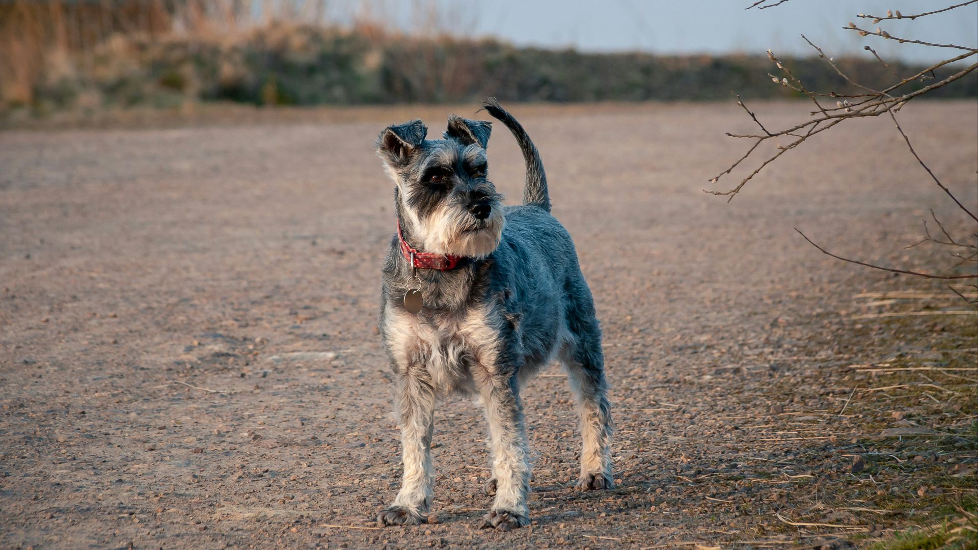 black and white short coated small dog running on brown field during daytime