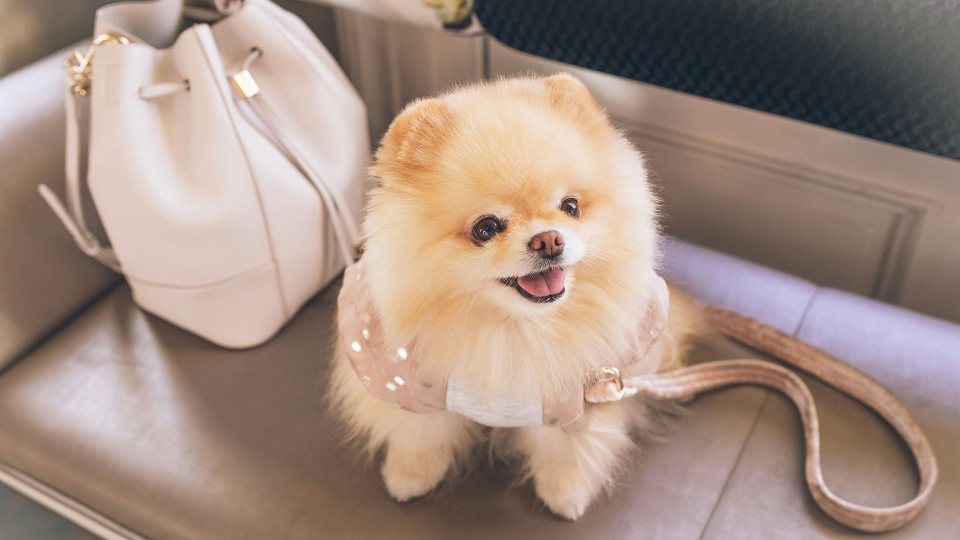 brown pomeranian puppy on white leather tote bag