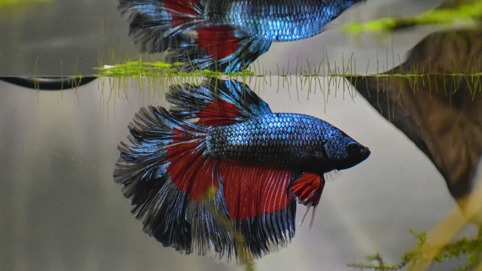 two siamese fish swimming in an aquarium