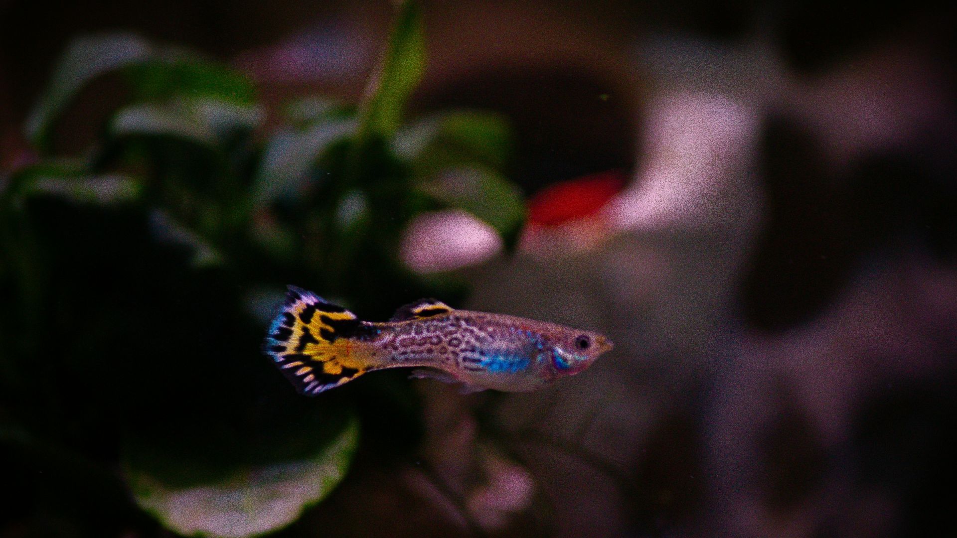 a fish that is swimming in some water