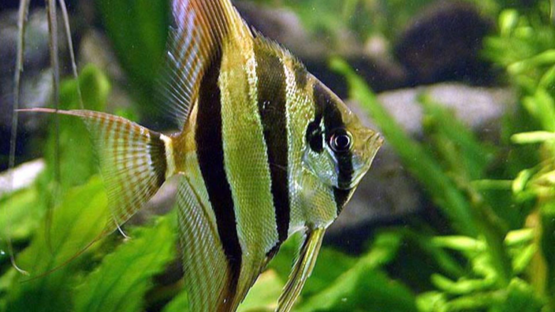 File:Pterophyllum altum.jpg