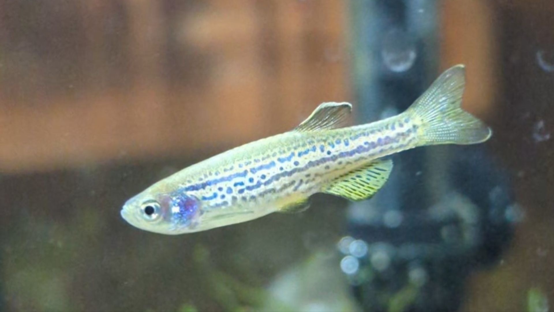 File:Leopard danio (cropped).jpg
