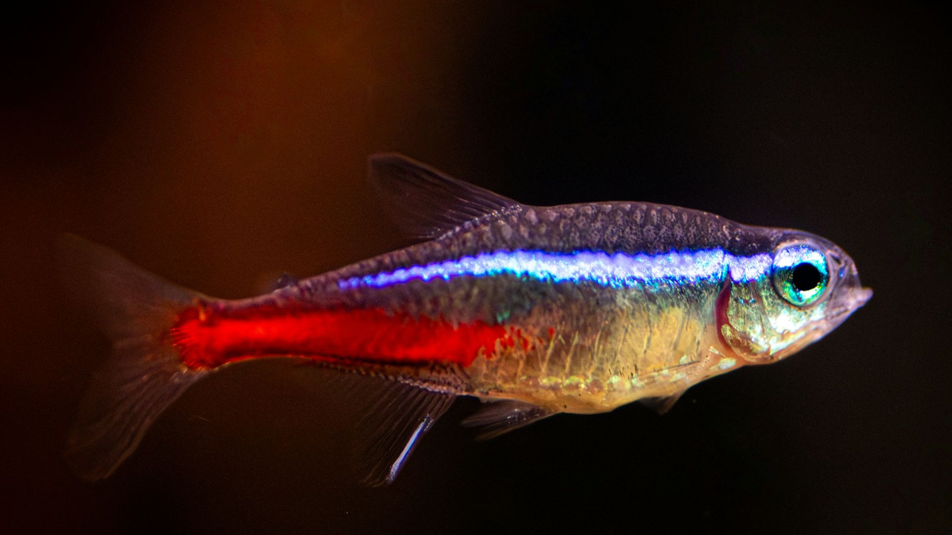 A fish that is swimming in the water