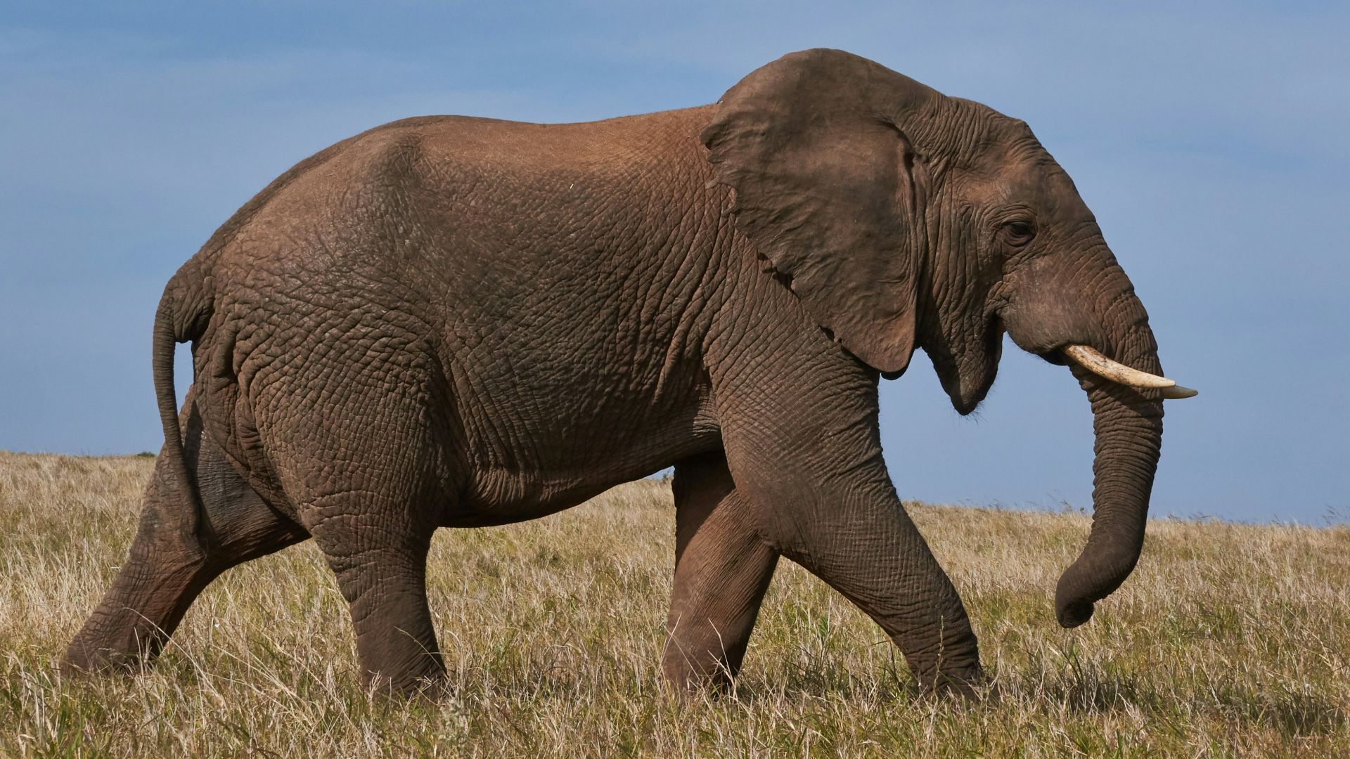 brown elephant on green grass field during daytime