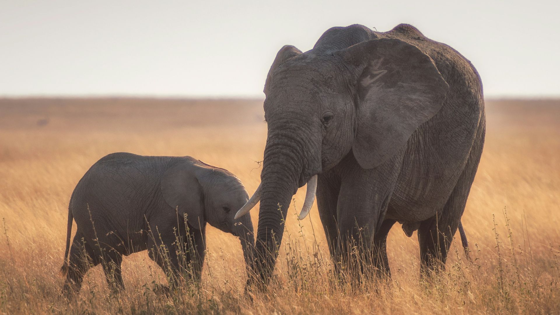 elephants standing on dried grass