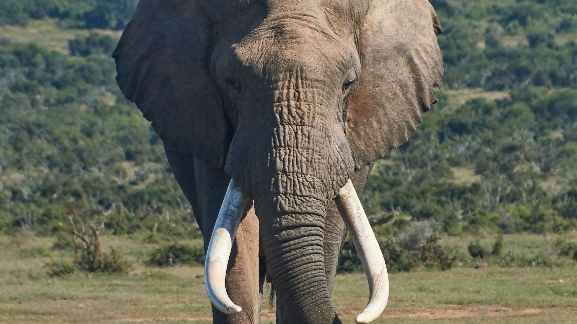 brown elephant on grass field