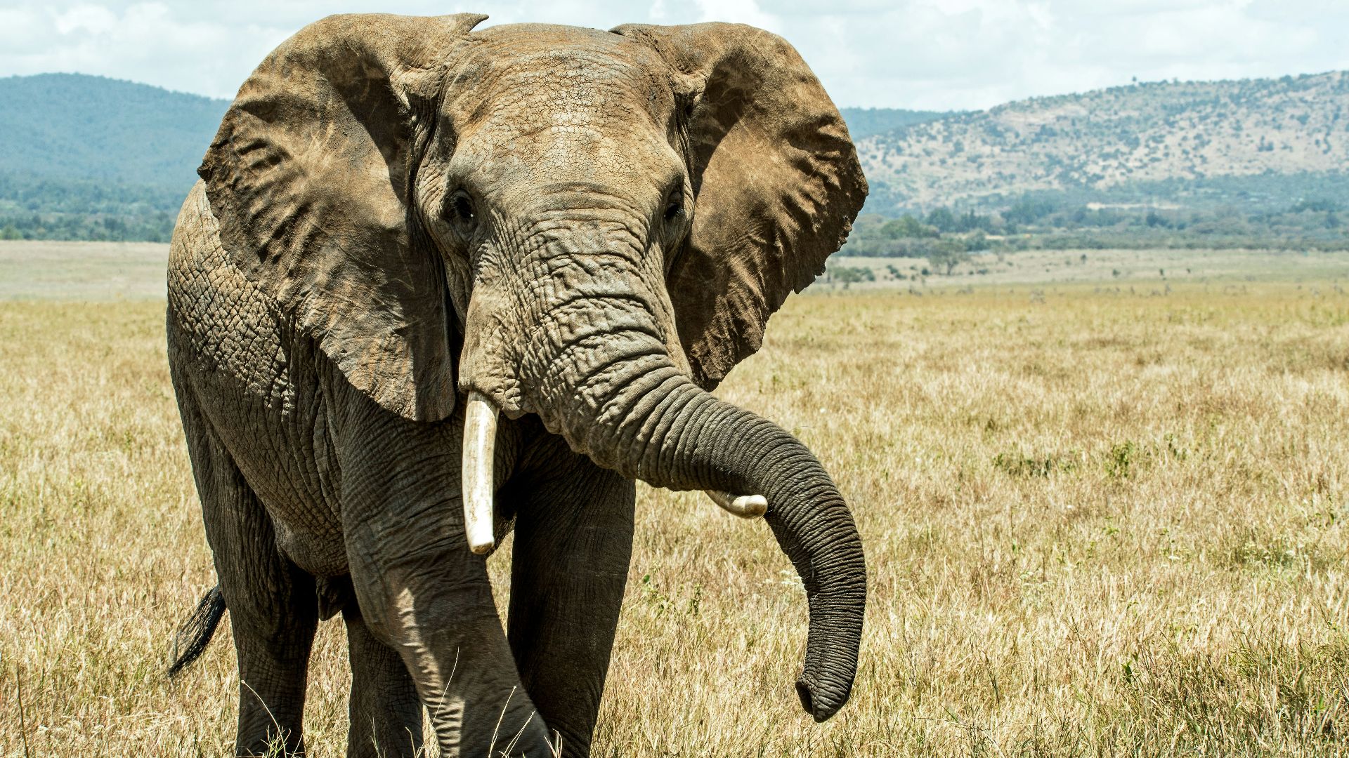 gray elephant on brown grass field