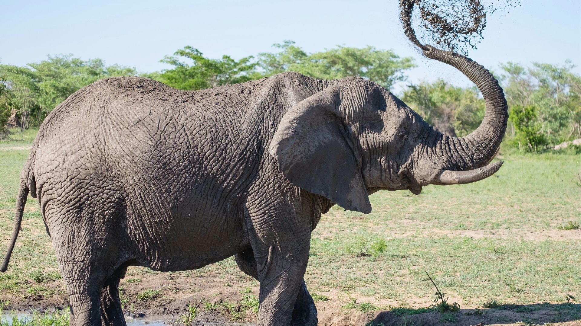 gray elephant playing with mud