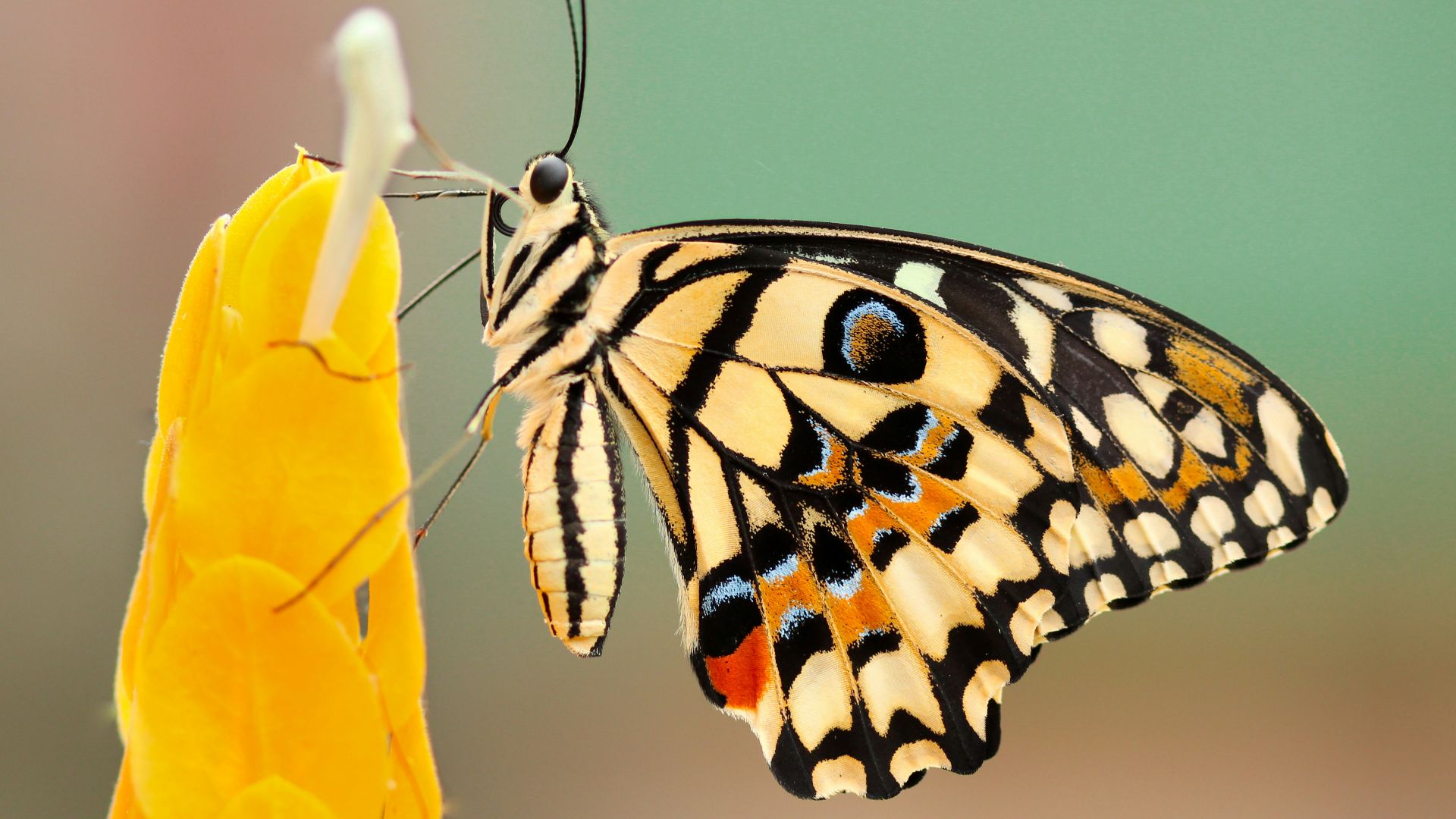 white and black monarch butterfly