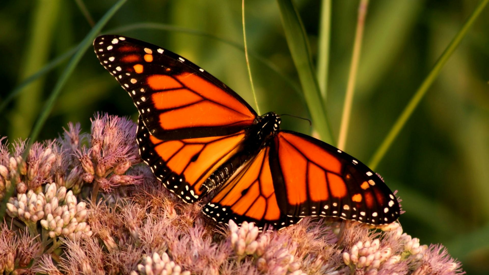 monarch butterfly perched on white flower in close up photography during daytime
