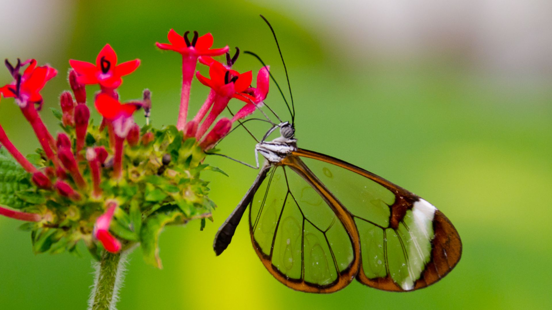 File:Greta Oto (Glasswing) Butterfly (6917391571).jpg