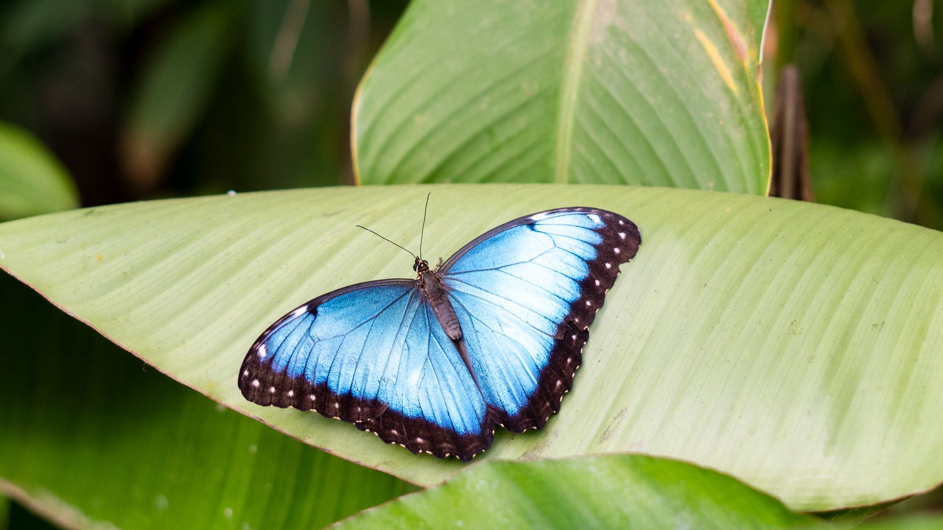 File:Peleides blue morpho (Morpho peleides).jpg