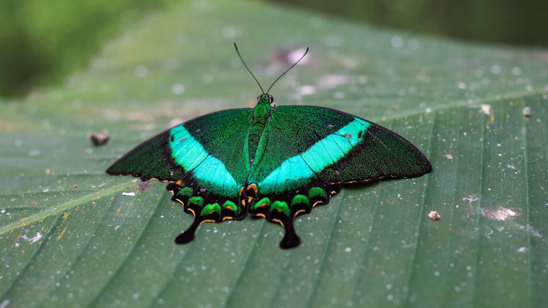 green and black butterfly on green leaf