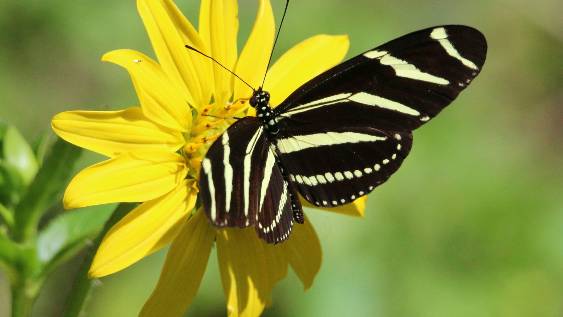 a butterfly on a flower