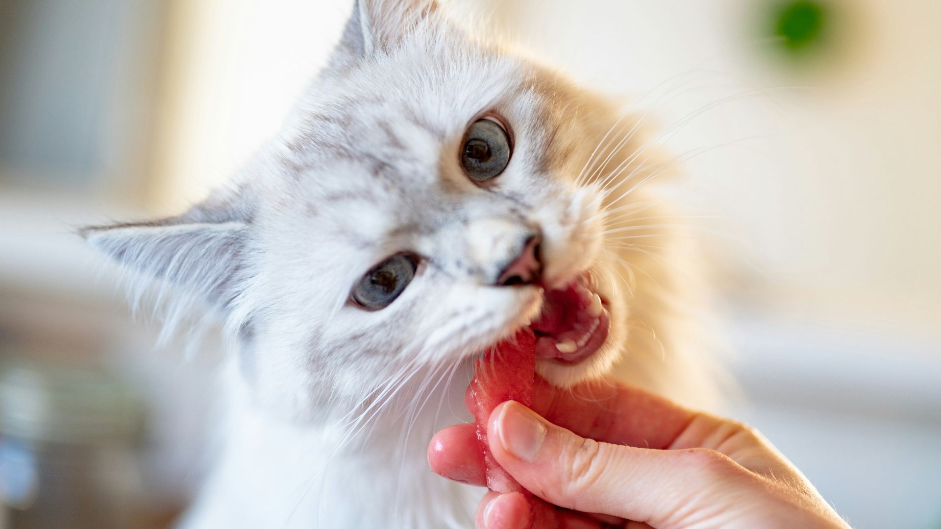 person holding orange tabby cat
