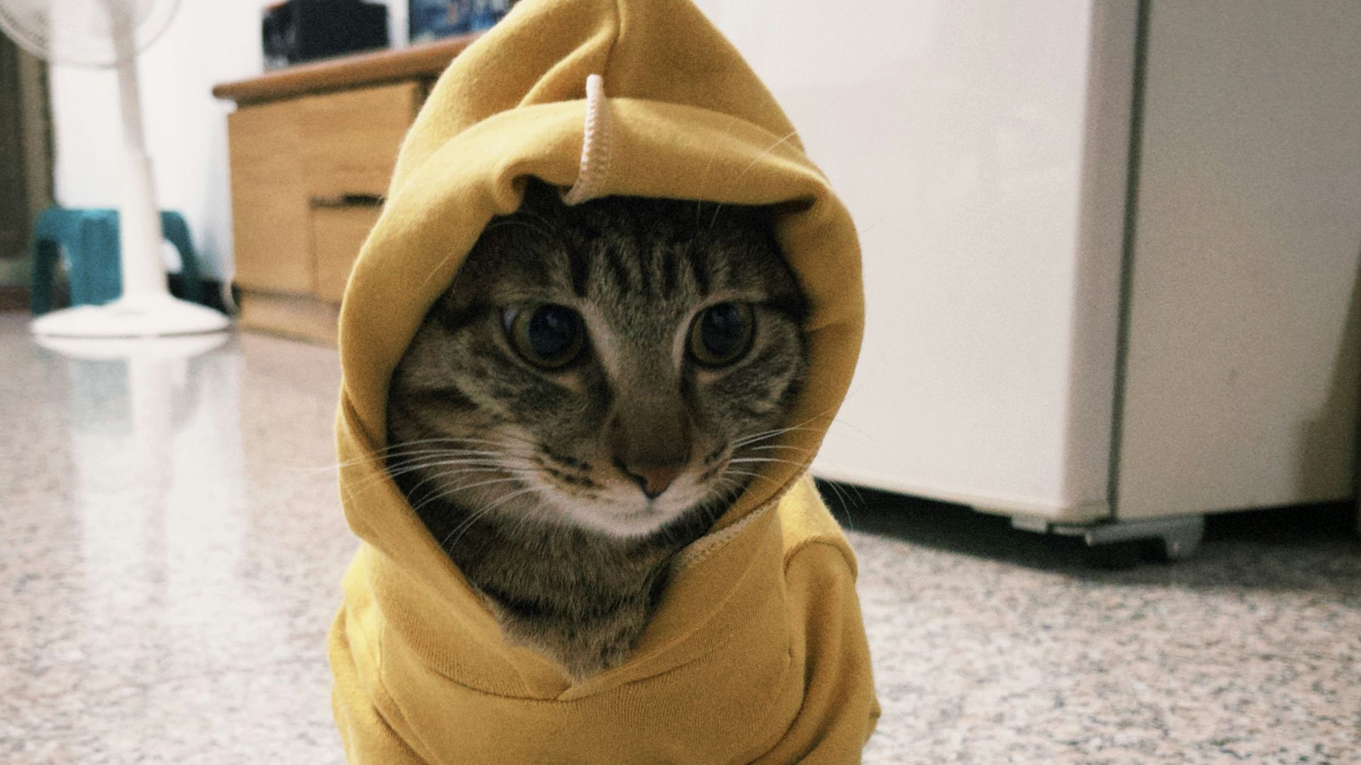 A cat wearing a yellow hooded sweatshirt.
