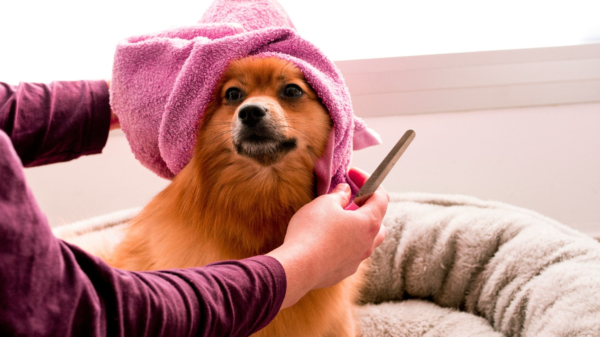 brown pomeranian wearing pink towel