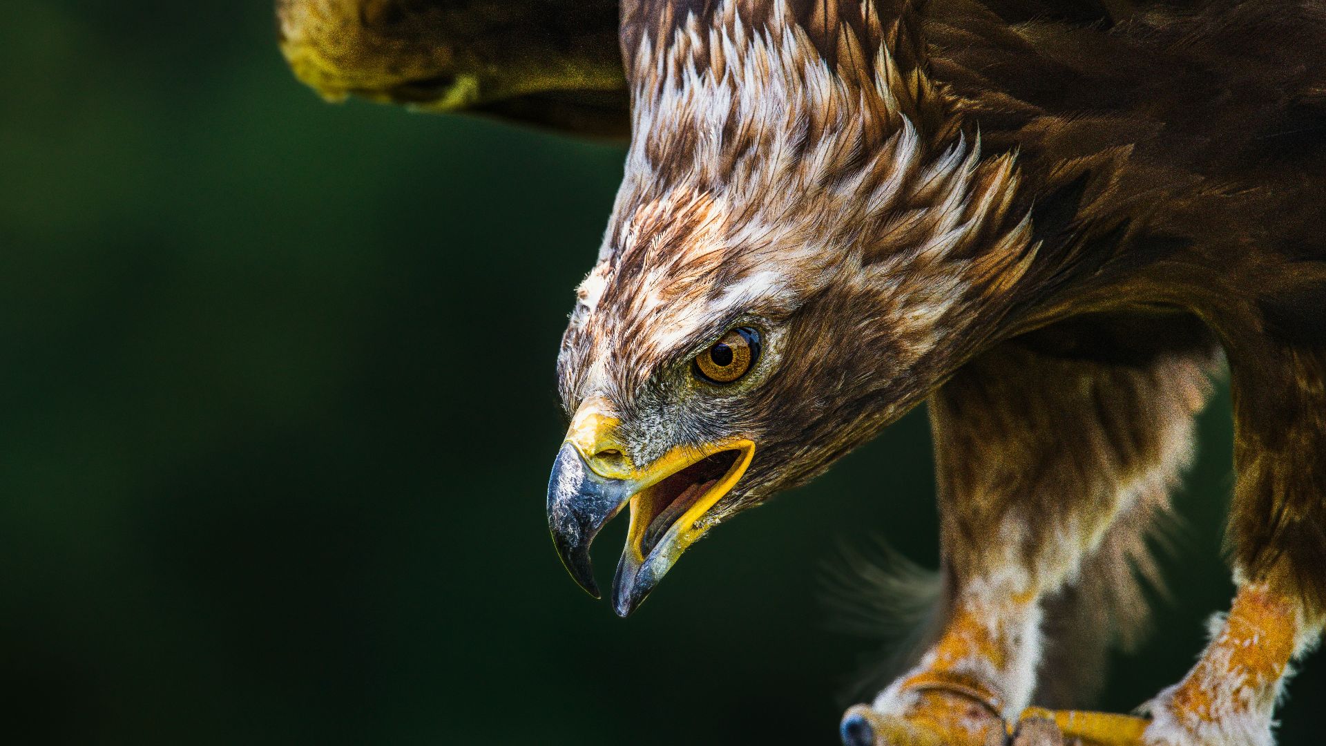 a close up of a bird of prey on a branch